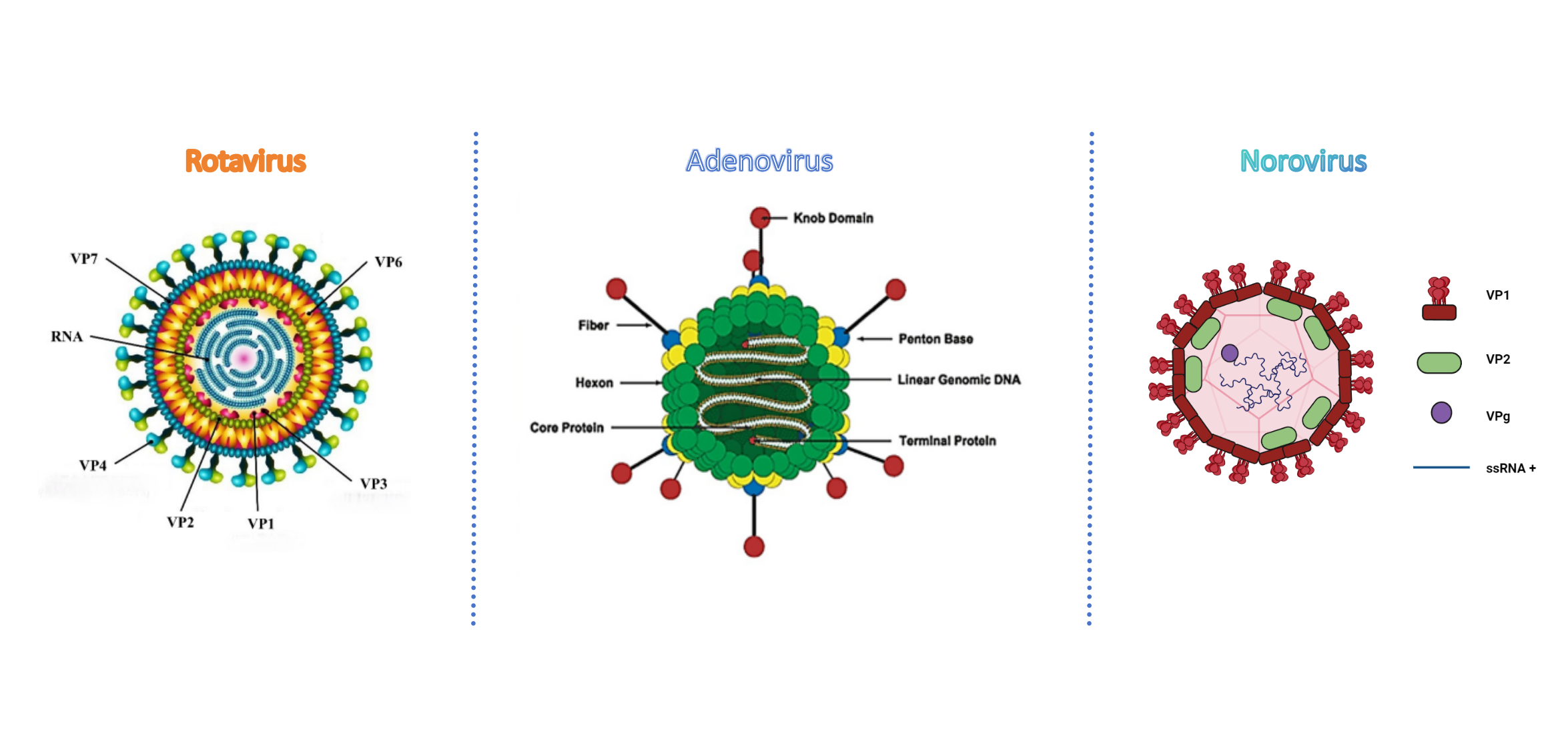 Rotavirus Norovirus Adenovirus 