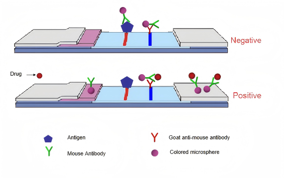 Prinzip des Urin-Drogentests