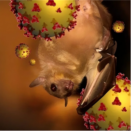 Fruit bat and Nipah Virus.png