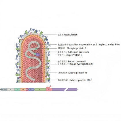 RSV VIRUS.png