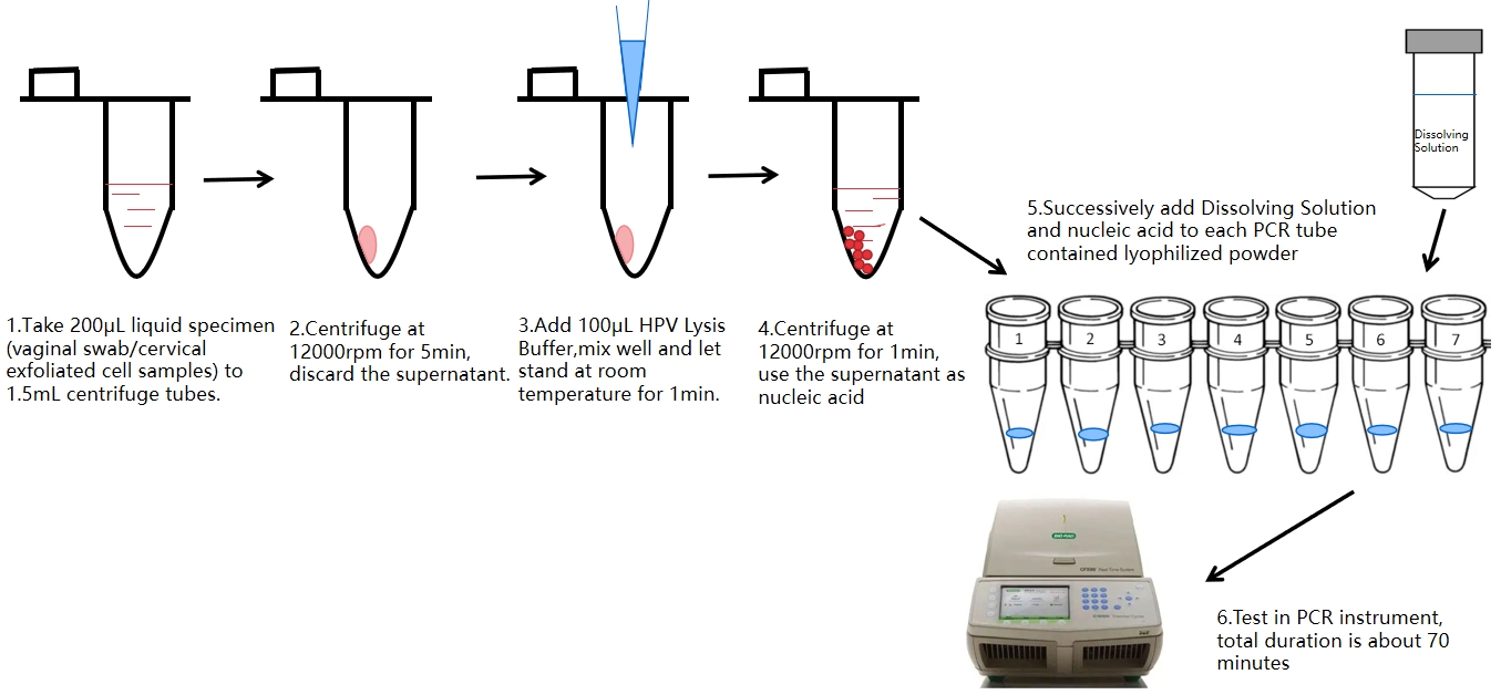 HPV -PCR -Testprozess