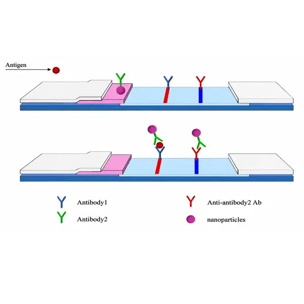 Erkennung von hCG-Biomarkern